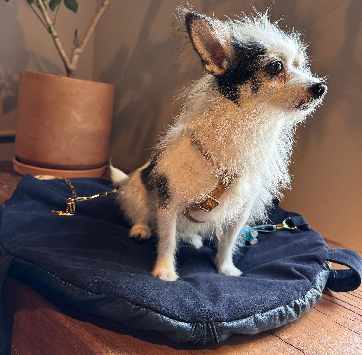 A dog is sitting on Muse et moi Lapdog-lapdog tote made of leather