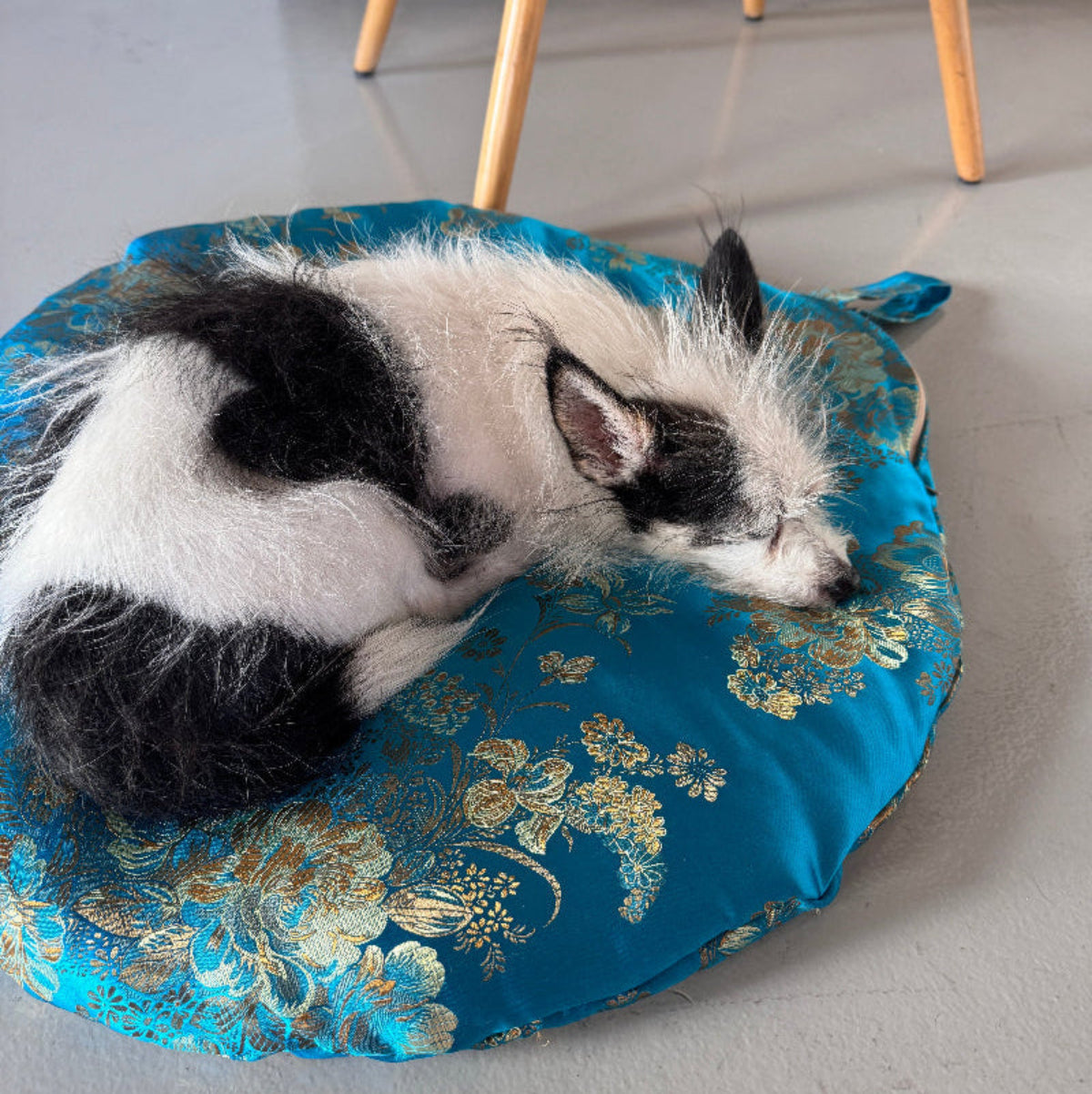 A dog sleeps on a fancy round dog bed