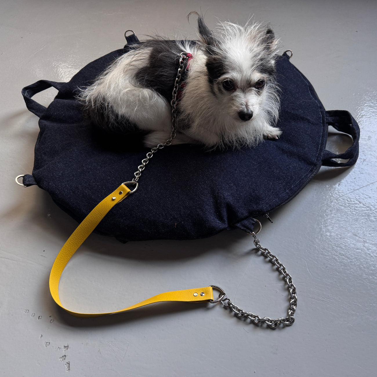 Small dog lying on a dark blue lapdog bed with a yellow leash and chain on a light gray floor