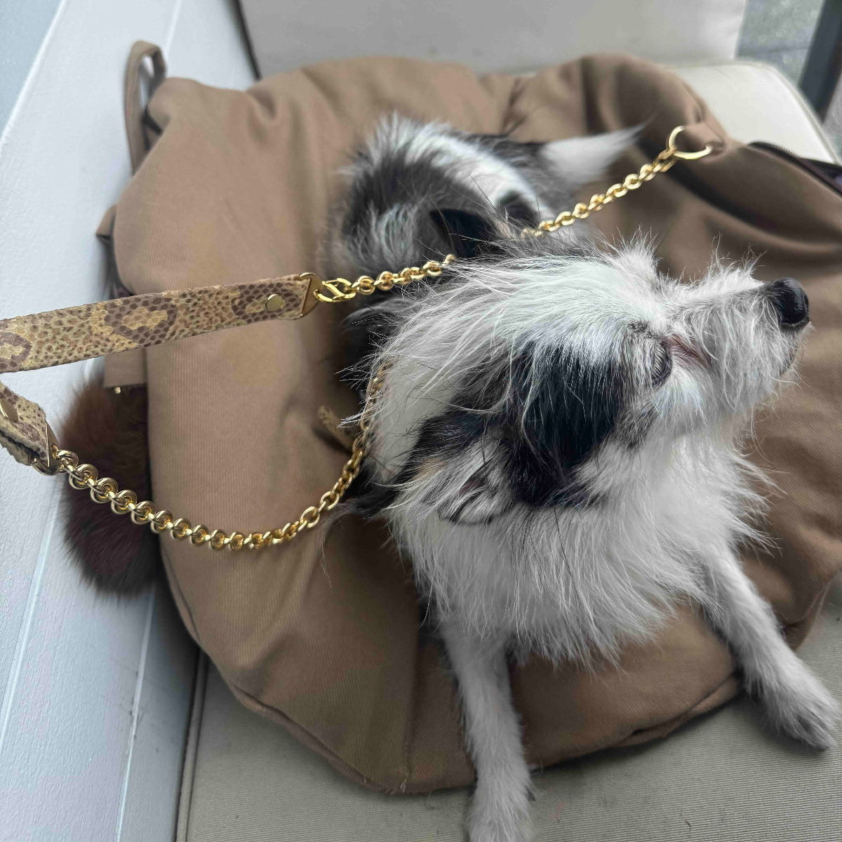 Dog lying on a brown bag with a gold chain, outdoors.