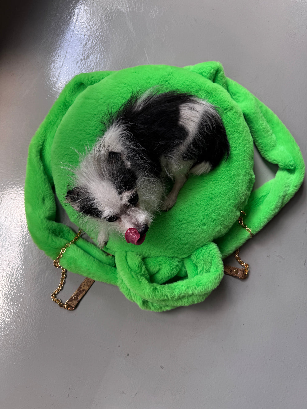 Muse et Moi Bark Bed Pro Backpack in neon green  with a black and white little dog sitting on 